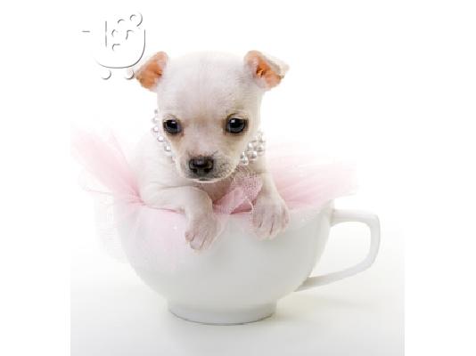 Kc Εγγεγραμμένος Chihuahua Dog