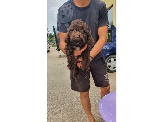 Lagotto Romagnolo κουτάβια