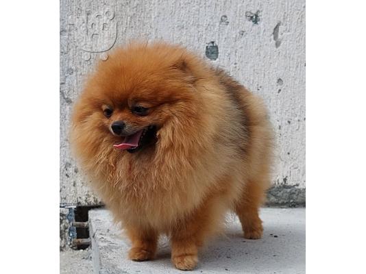 Pomeranian Spitz Teddy κουτάβια