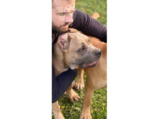 Cane Corso κουτάβια
