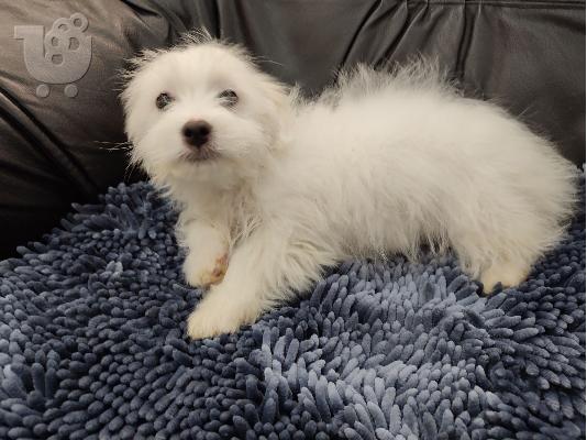 Coton de Tulear / Πεκίνου κουτάβια