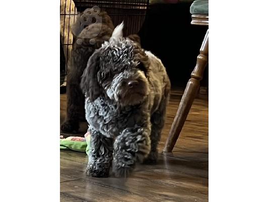 Lagotto Romagnolo προς πώληση