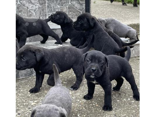 Cane Corso κουτάβια