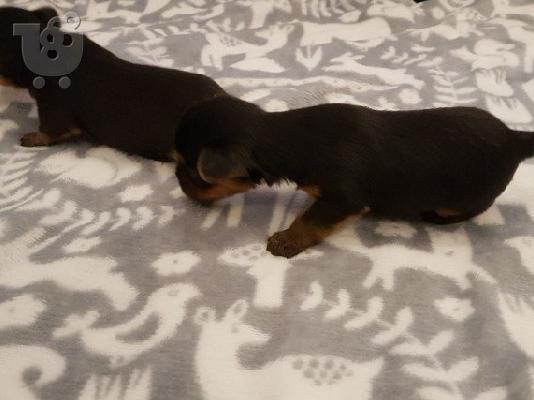 Yorkshire κουτάβια