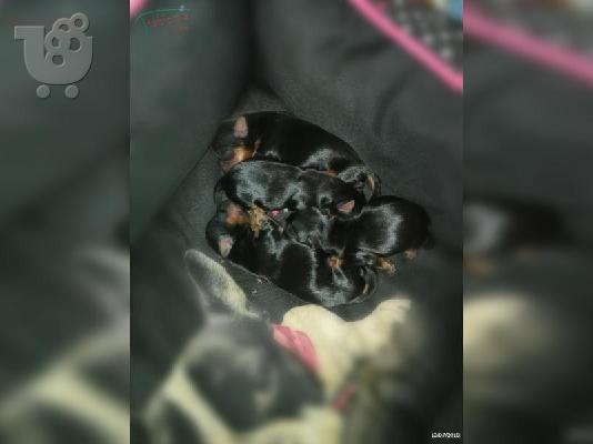 Ποιότητα Tiny Yorkie κουτάβια