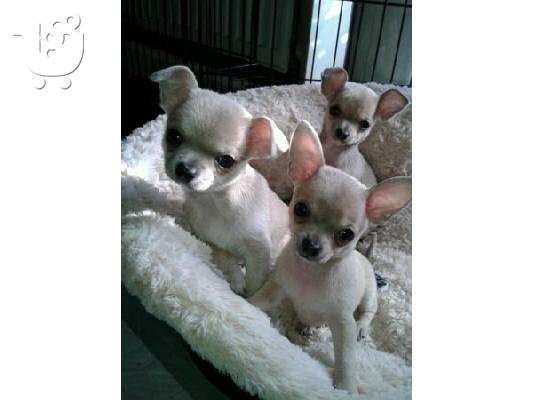 PoulaTo: Τσιουάουα για την ελεύθερη έκδοση