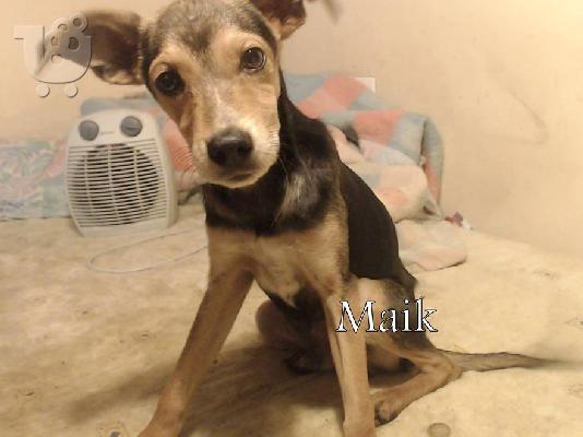 Ημιαιμος Ελληνικός Γκέκας 4 μηνών