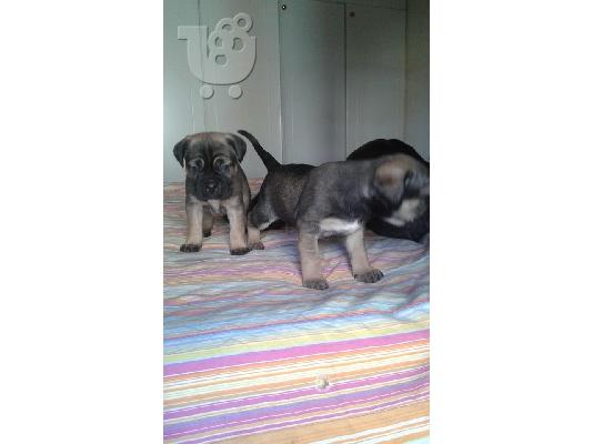 CANE CORSO ITALIKO MASTIF