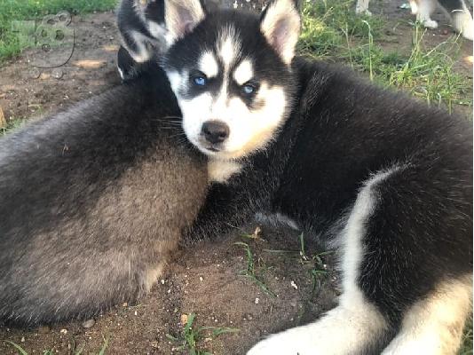 PoulaTo: Χαριτωμένο Σιβηρίας Husky{Siberian Husky}