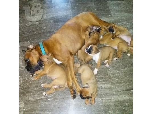 PoulaTo: Boxer