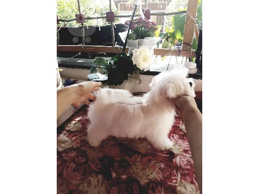 PoulaTo: Μαλτέζικο κουτάβι. ένα θηλυκό  