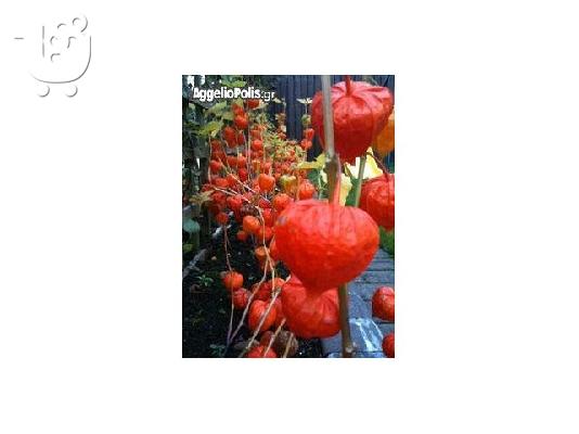 Lantern Seed - Κοκκινο Groundcherry - 50 Σποροι