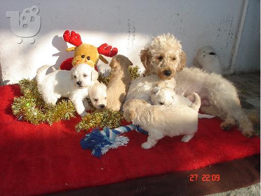 Μαλτεζ κανιs,35 ημερων,λευκα η ζαχαρι.