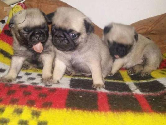 πώληση Pug