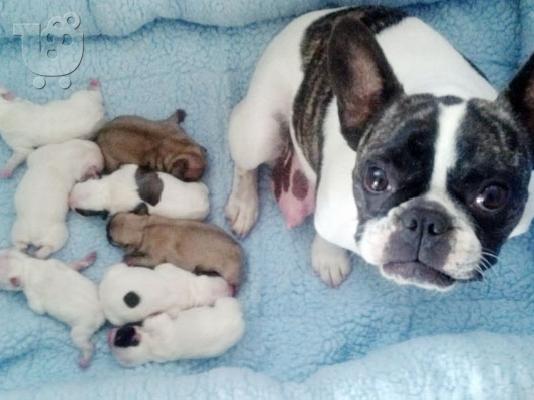 frence bulldog καθαροαιμα και κουταβια Αθηνα 6988190151