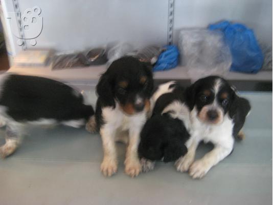 πωλουνται επανιελ μπρετον