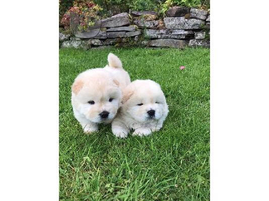 PoulaTo: Διατίθενται μωρά Chow Chow