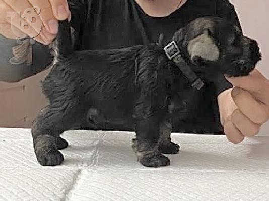 Μινιατούρα Schnauzer κουτάβια