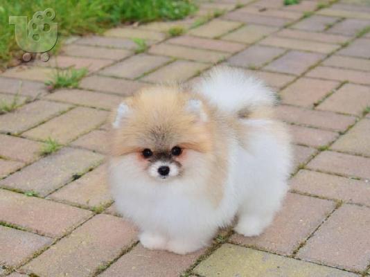 PoulaTo: Ένα υπέροχο Pomeranian ψάχνει για ένα νέο σπίτι Έχουμε ένα ωραίο