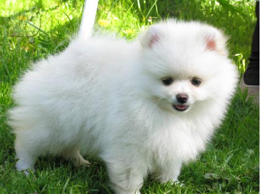 Προσφέρονται κουτάβια Πομεράνιαν