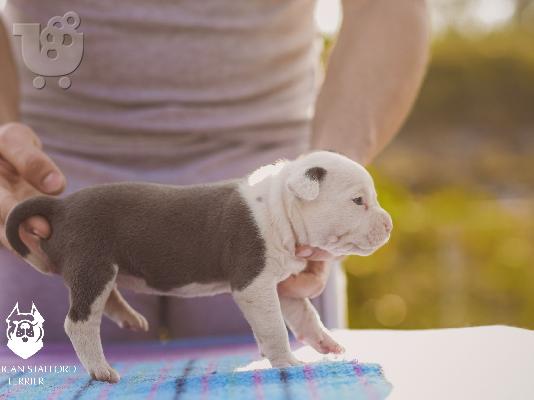 Μπλε κουτάβια American Staffordshire Terrier