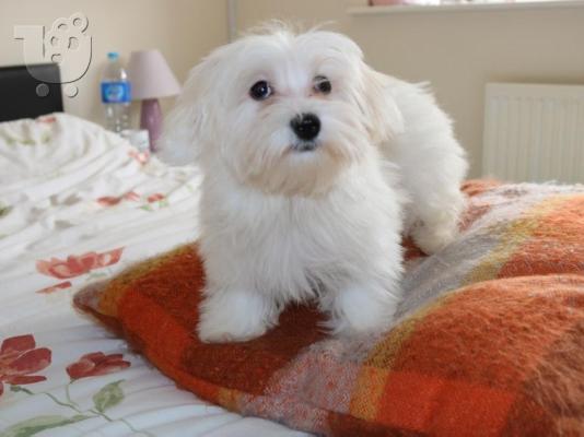 PoulaTo: Υπέροχη 12 εβδομάδων Κουτάβια της Μάλτας