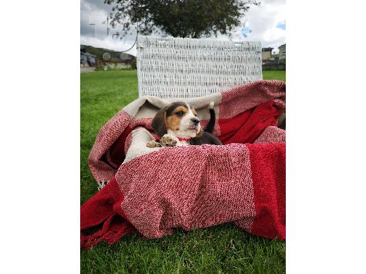 PoulaTo: 7 όμορφα εγγεγραμμένα Kc κουτάβια Beagle.