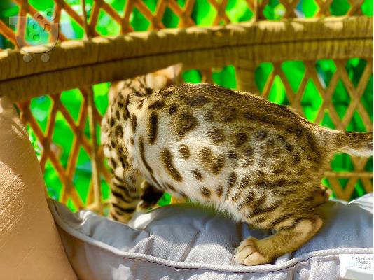 X μαζικά γατάκια Savannah