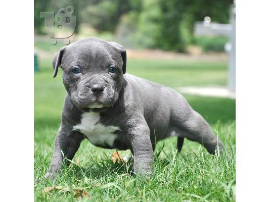 PoulaTo: american bully blue