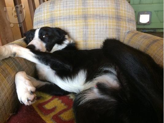 PoulaTo: Κουτάβια Border Collie