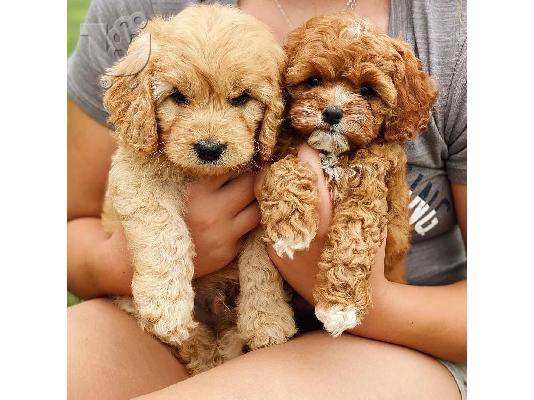 KC reg κουτάβια CAVAPOO