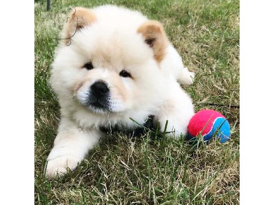 Διαθέσιμα κουτάβια Chow Chow έτοιμα προς πώληση.
