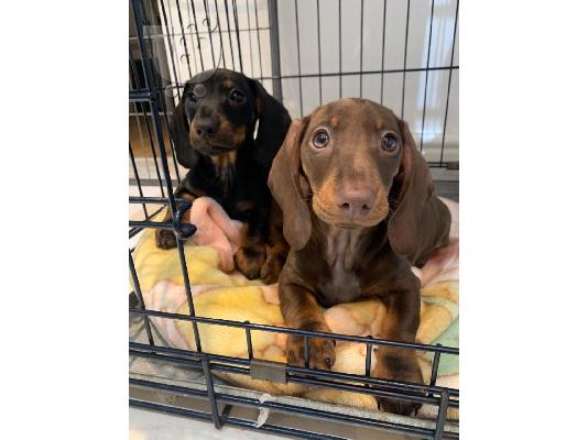 PoulaTo: Όμορφα κουτάβια Dachshund