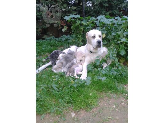 ΠΟΙΜΕΝΙΚΑ Κ.ΑΣΙΑΣ