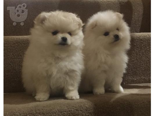pomeranian Σκύλοι και κουτάβια προς πώληση
