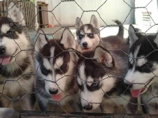 Husky καθαροαιμα κουταβια 6979314054 Αθηνα