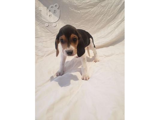 PoulaTo: American English Coonhound Puppies