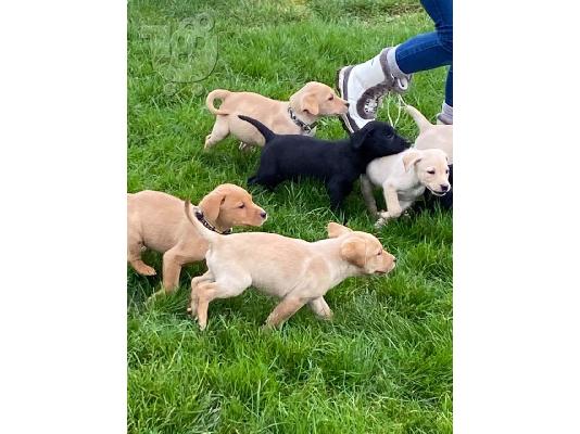 PoulaTo: Labradoodles προς πώληση