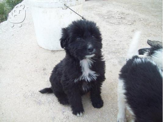 Κουταβακια 2 μηνων χαριζονται