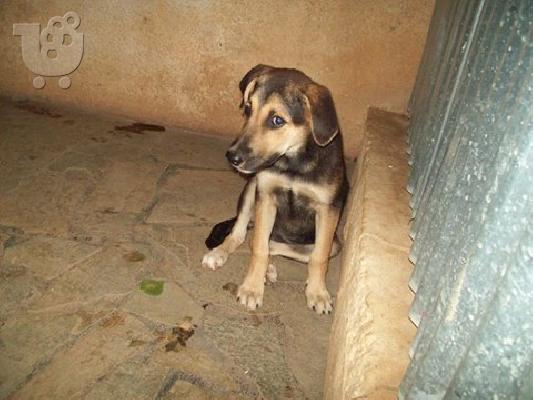 PoulaTo: Μεγαλοσωμη κουταβινα χαριζεται