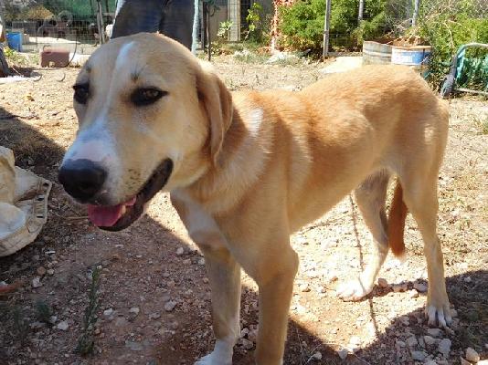 PoulaTo: Labrador 7 μηνών
