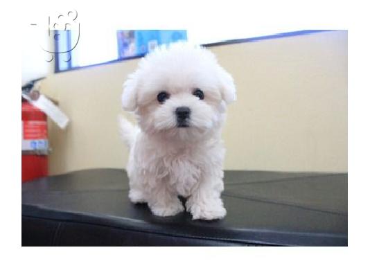 PoulaTo: Μαλτεζ μινι - Maltese mini