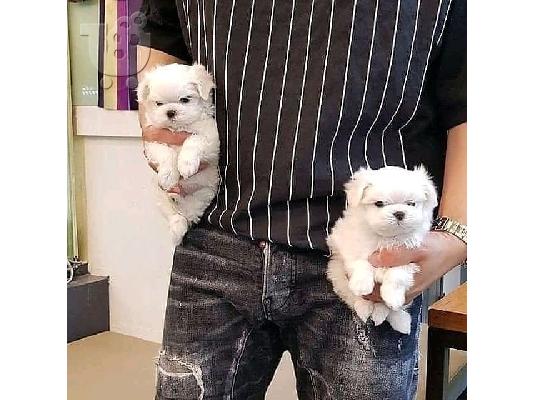 PoulaTo: Μaltας mini / maltese mini