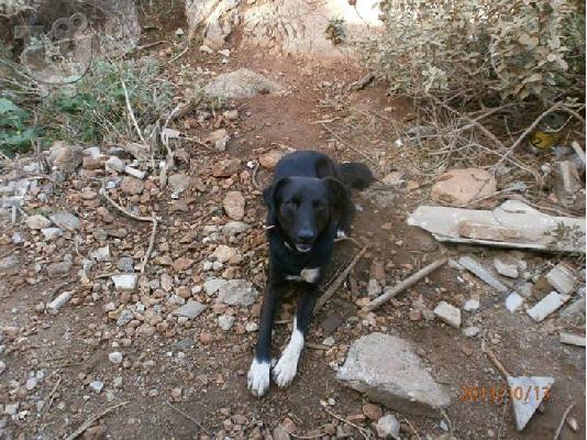 PoulaTo: Σκυλακι χαριζεται