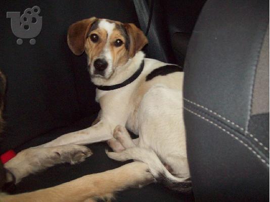 Σκυλιτσα μικρομεσαιου μεγεθους χαριζεται