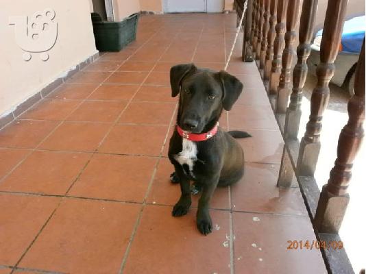 PoulaTo: Μικροσωμο σκυλακι χαριζεται