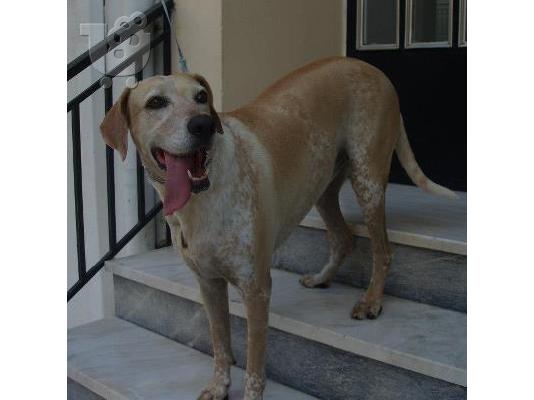 Η Μεγαλοσωμη Νταιζη χαριζεται