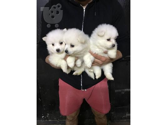 PoulaTo: Σπιτς μινι / pomeranian mini