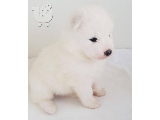 Εκπληκτικό καθαρό λευκό Samoyed κουτάβια