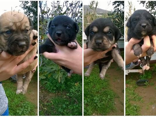 PoulaTo: ΧΑΡΙΖΟΝΤΑΙ μικροσωμα ημιαιμα κουταβακια!